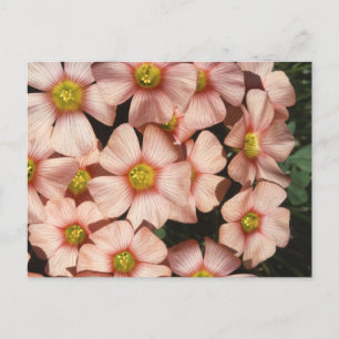 Oxalis, trödlor vykort