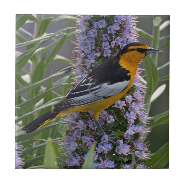 Oxe Oriole Kakelplatta (Framsidan)