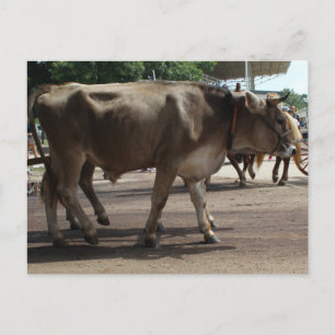 Oxen Vykort