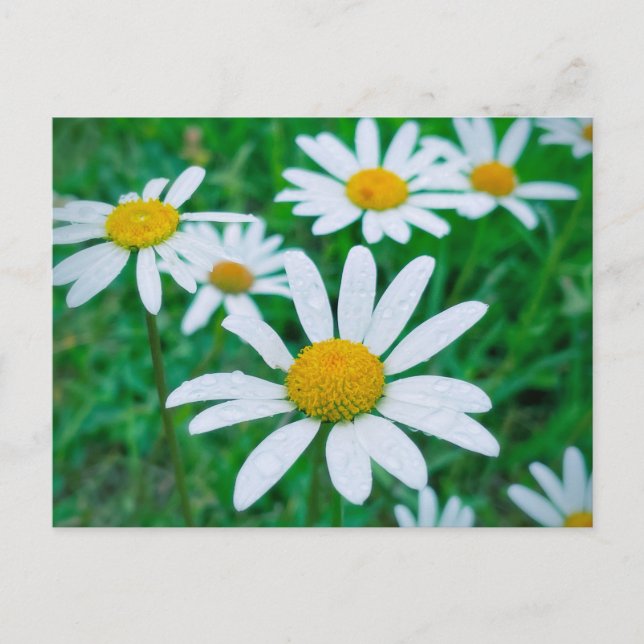 Oxeye Daisy Flowers Meadow Photo Photography Art Vykort (Framsida)