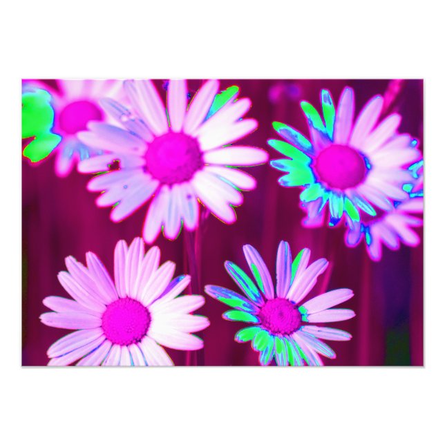 Oxeye Daisy Meadow Pop Art Stil Fototryck (Framsidan)