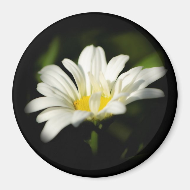 Oxeye Daisy Round Magnet (Framsidan)