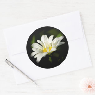 Oxeye Daisy Round Sticker Runt Klistermärke