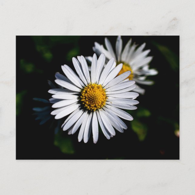 oxeye-daisy vykort (Framsida)