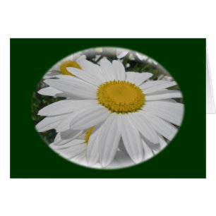 Oxeye Daisy Wildblomma-Blommigtar Hälsningskort