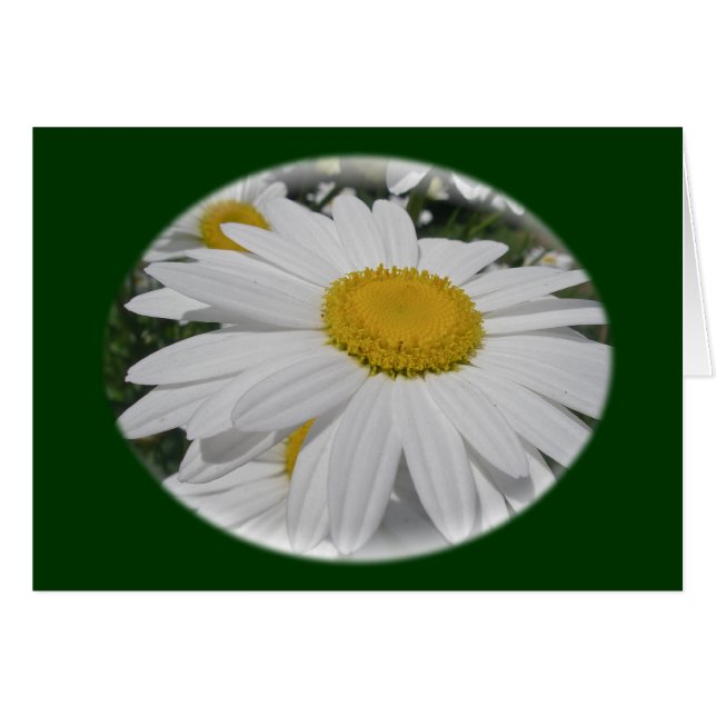 Oxeye Daisy Wildblomma-Blommigtar Hälsningskort (Framsidan Horizontal)