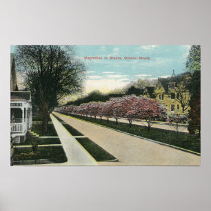 Oxford gataMagnolias i blom Poster