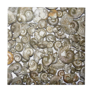 Oxford leraammonites fotograferar kakelplatta