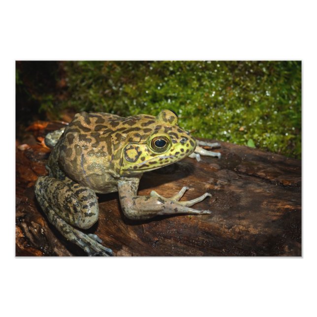 Oxgroda, Rana catesbeiana Fototryck (Framsidan)