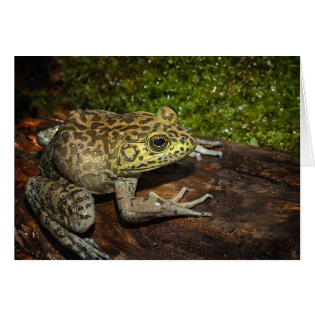 Oxgroda, Rana catesbeiana Hälsningskort (Framsidan Horizontal)