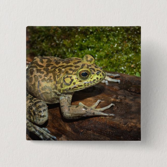 Oxgroda, Rana catesbeiana Knapp (Framsida)