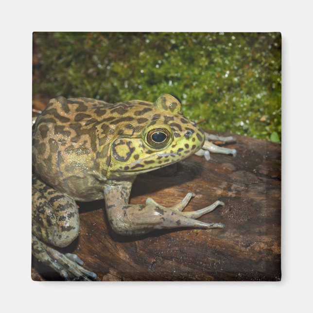 Oxgroda, Rana catesbeiana Magnet (Framsidan)