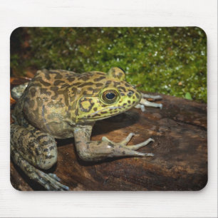 Oxgroda, Rana catesbeiana Musmatta