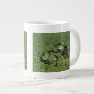 Oxgroda, Rana catesbeiana, vuxen i andmat Jumbo Mugg