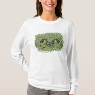 Oxgroda, Rana catesbeiana, vuxen i andmat Tee Shirt