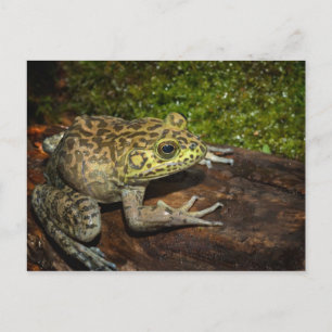Oxgroda, Rana catesbeiana Vykort