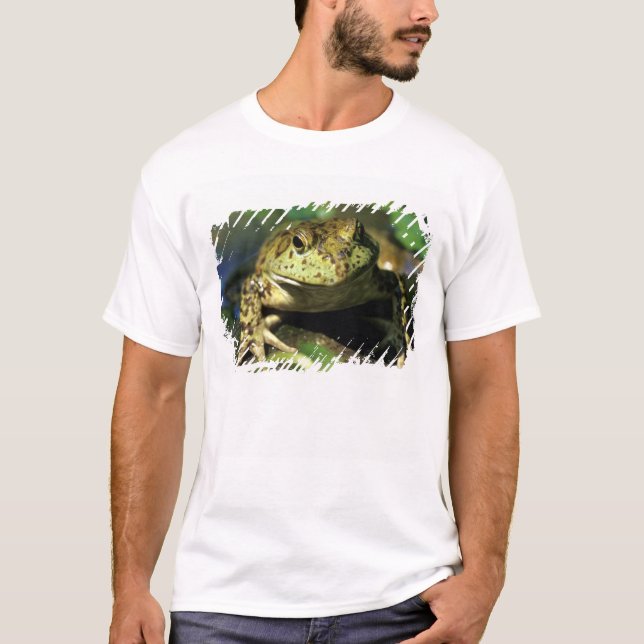 Oxgroda. T-shirt (Framsida)
