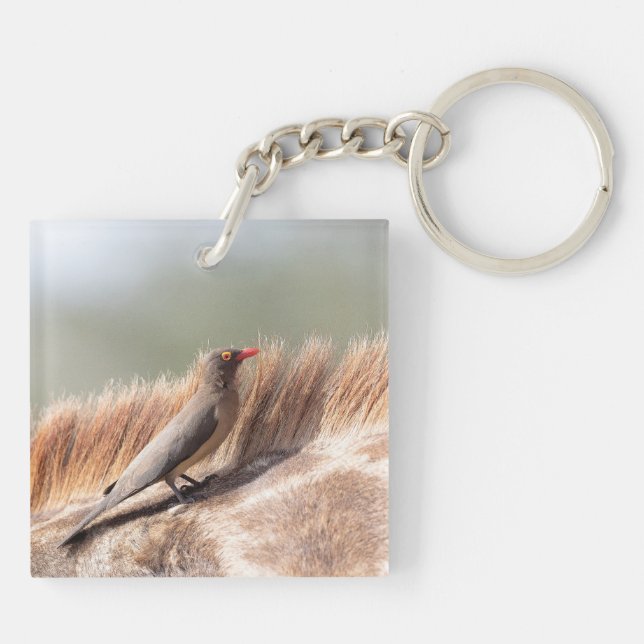 Oxpecker på en giraffe (Baksidan)