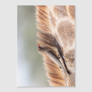 Oxpecker på en giraffe