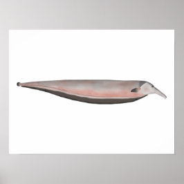 Oxyrhynchus Tube snouted Ghost Knifefish Poster