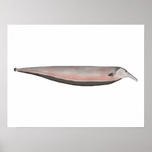 Oxyrhynchus Tube snouted Ghost Knifefish Poster