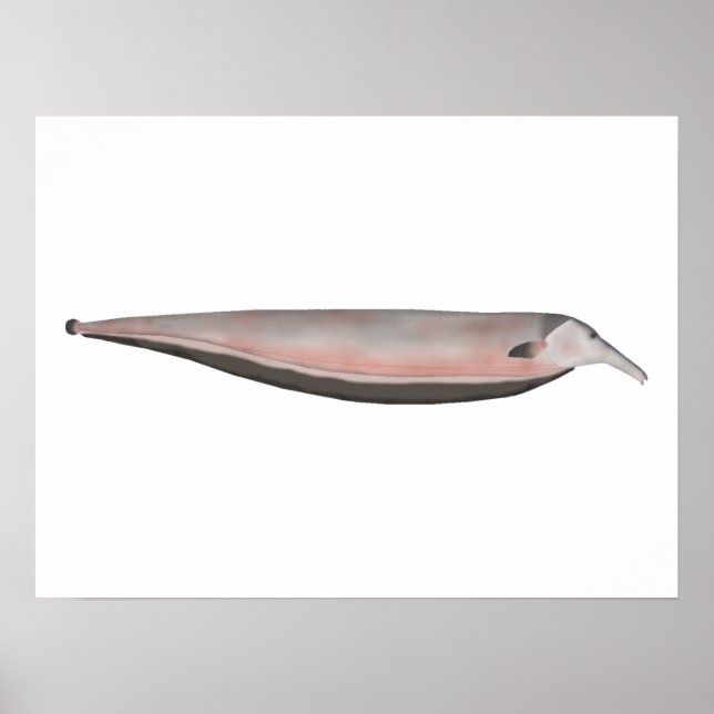 Oxyrhynchus Tube snouted Ghost Knifefish Poster (Framsidan)