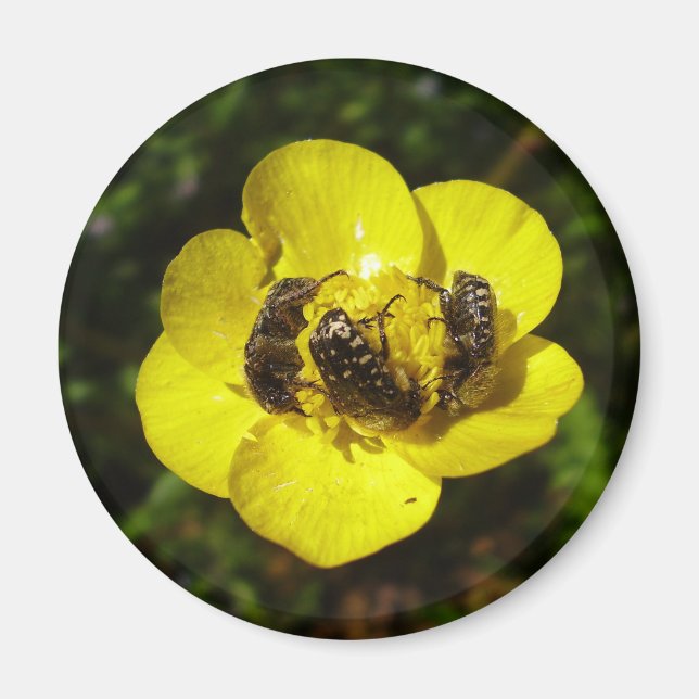 Oxythyrea Funesta Beetles Magnet (Framsidan)