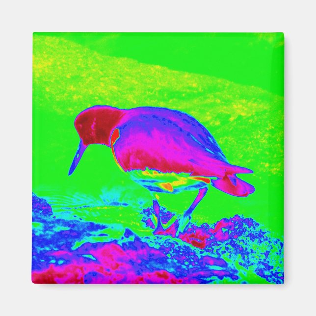 Oyster Catcher Magnet (Framsidan)