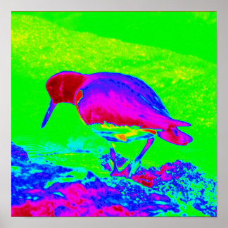 Oyster Catcher Poster