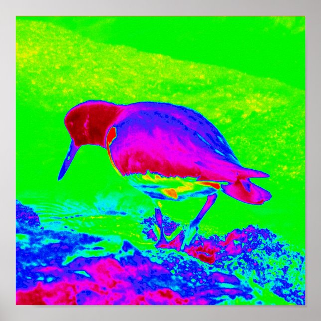 Oyster Catcher Poster (Framsidan)