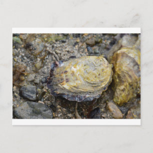 Oyster snäcka vykort