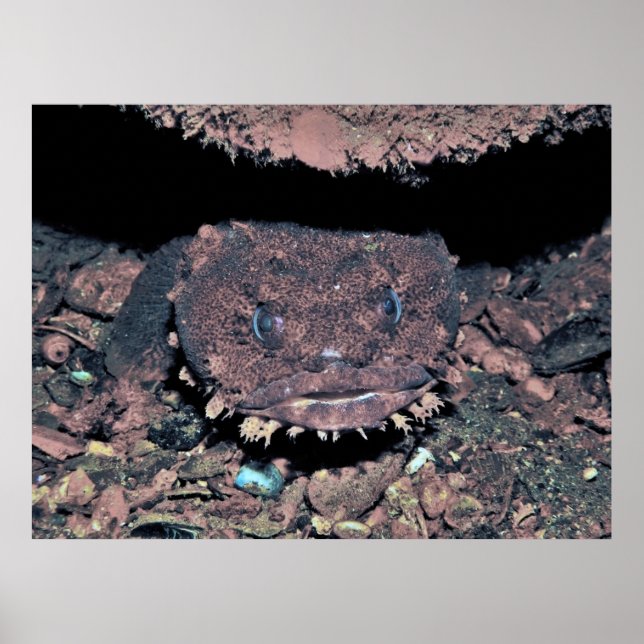 Oyster Toadfish Poster (Framsidan)