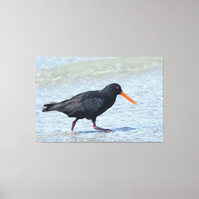 OYSTERCATCHER 40 x 60 Canvastryck (Framsida)