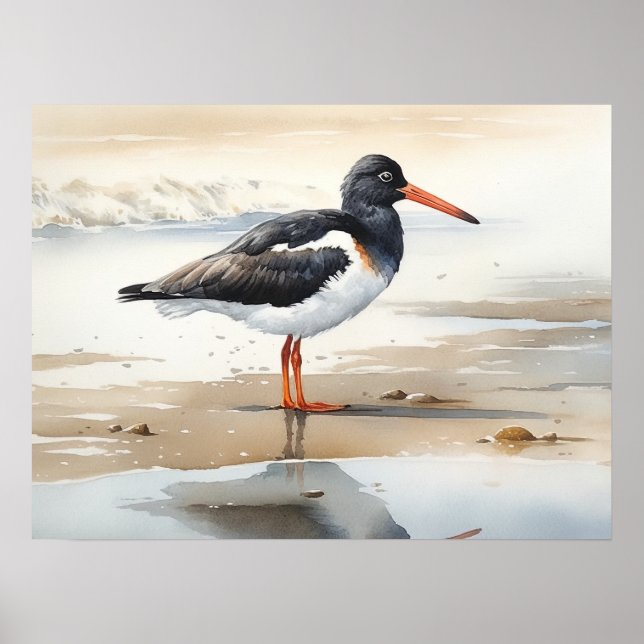 Oystercatcher Bird Art Print Poster (Framsidan)