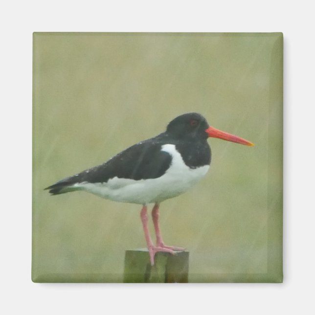 Oystercatcher Magnet (Framsidan)