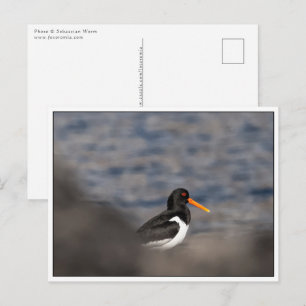 Oystercatcher Nature Photo Vykort