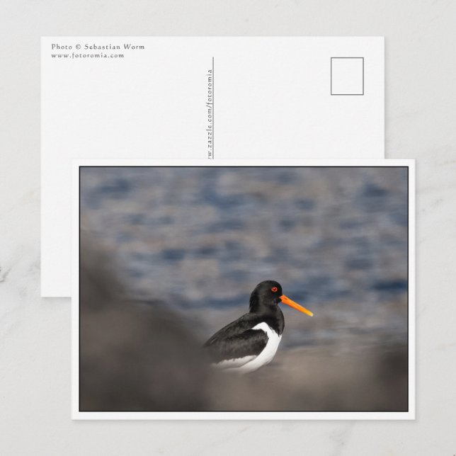 Oystercatcher Nature Photo Vykort (Fram/baksida)