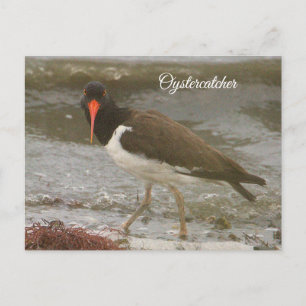 Oystercatcher Photo Postcard Helg Vykort