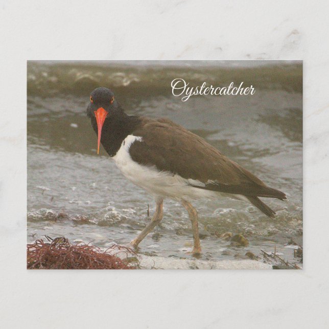 Oystercatcher Photo Postcard Helg Vykort (Framsida)