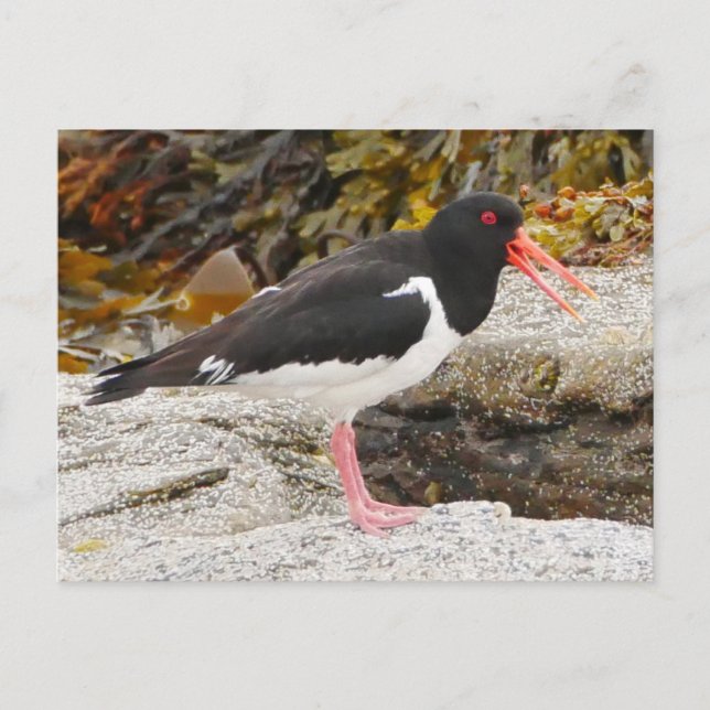 Oystercatcher Postcard Helg Vykort (Framsida)