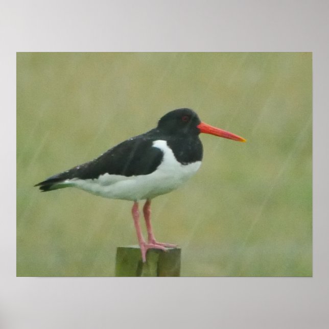 Oystercatcher Poster (Framsidan)