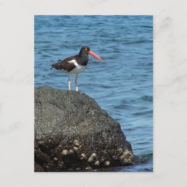 Oystercatcher Shorebird Postcard Vykort (Framsida)