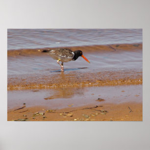 Oystercatcher vid Chappaquiddick Island Beach Poster