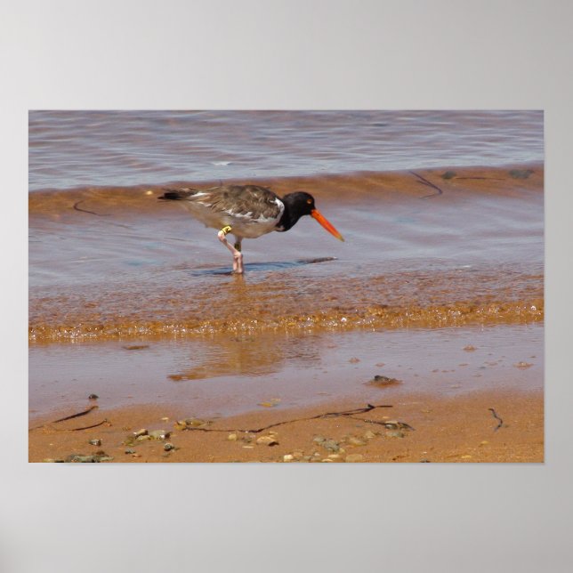 Oystercatcher vid Chappaquiddick Island Beach Poster (Framsidan)