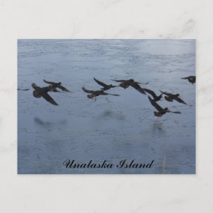 Oystercatchers in Flight, Unalaska Island Vykort