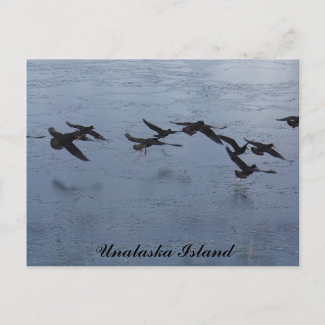 Oystercatchers in Flight, Unalaska Island Vykort (Framsida)