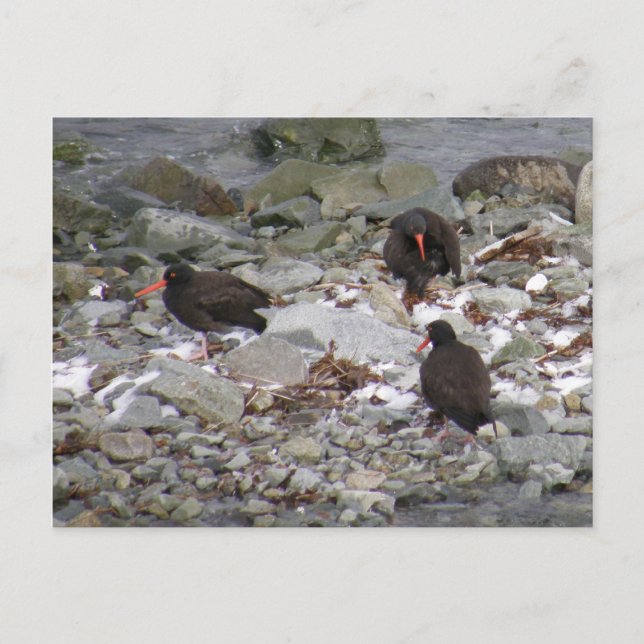 Oystercatchers på Shore, Unalaska Island Vykort (Framsida)