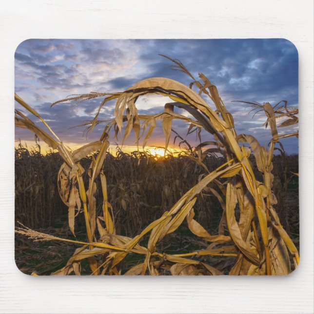 Ozarks Harvest Musmatta (Framsidan)