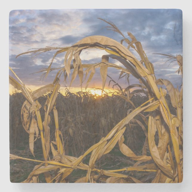 Ozarks Harvest Stenunderlägg (Framsidan)