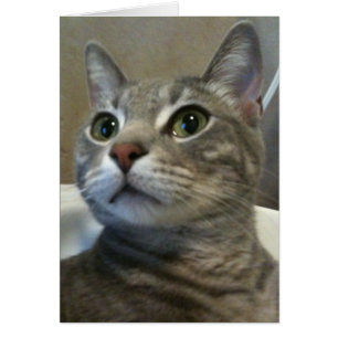 Ozzy Card 1 OBS Kort